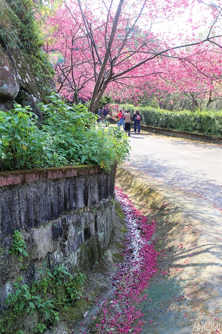 桃園景點 龜山元德寶宮 桃園櫻花 八重櫻小徑 每年2月中盛開