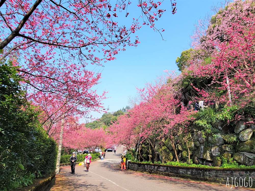桃園景點 龜山元德寶宮 桃園櫻花 八重櫻小徑 每年2月中盛開