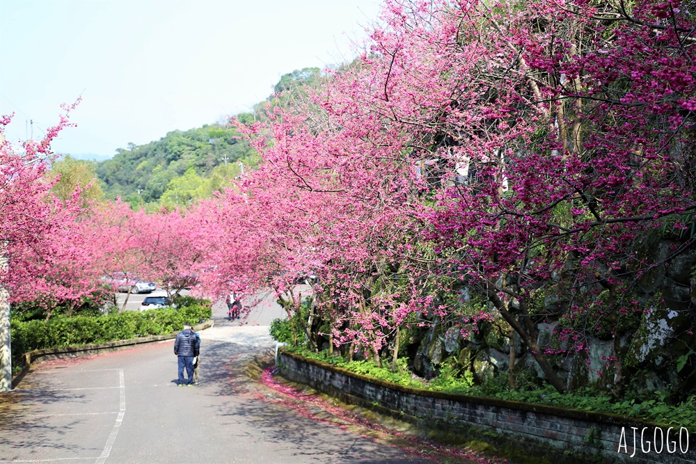 桃園景點 龜山元德寶宮 桃園櫻花 八重櫻小徑 每年2月中盛開