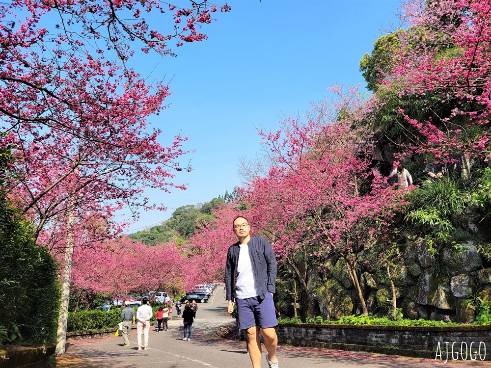 桃園景點 龜山元德寶宮 桃園櫻花 八重櫻小徑 每年2月中盛開 桃園景點 龜山元德寶宮 桃園櫻花 八重櫻小徑 每年2月中盛開