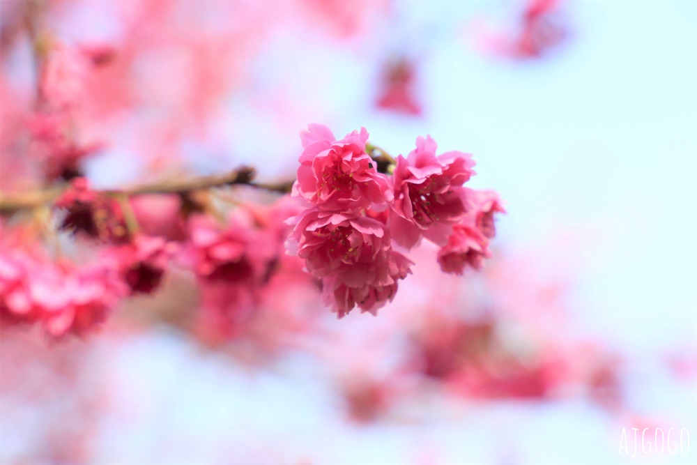 桃園景點 龜山元德寶宮 桃園櫻花 八重櫻小徑 每年2月中盛開