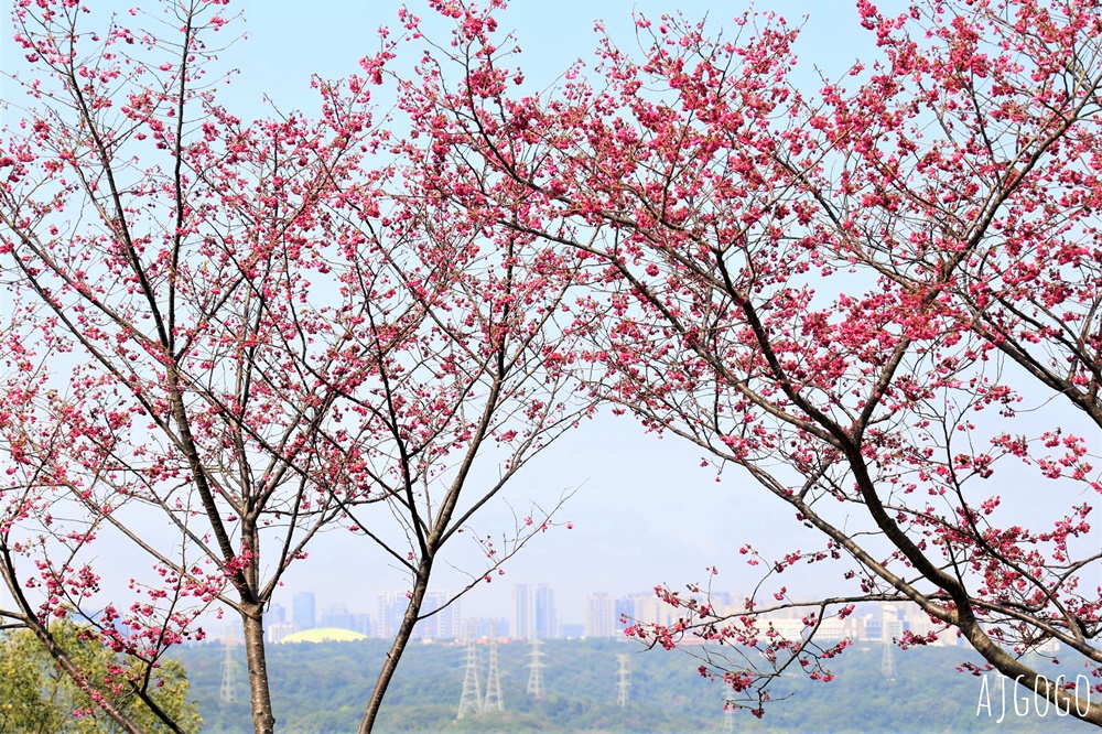 桃園景點 龜山元德寶宮 桃園櫻花 八重櫻小徑 每年2月中盛開