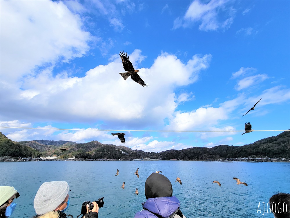 2026海之京都 伊根灣遊覽船 從海上遠眺百年舟屋群 與老鷹一起航行