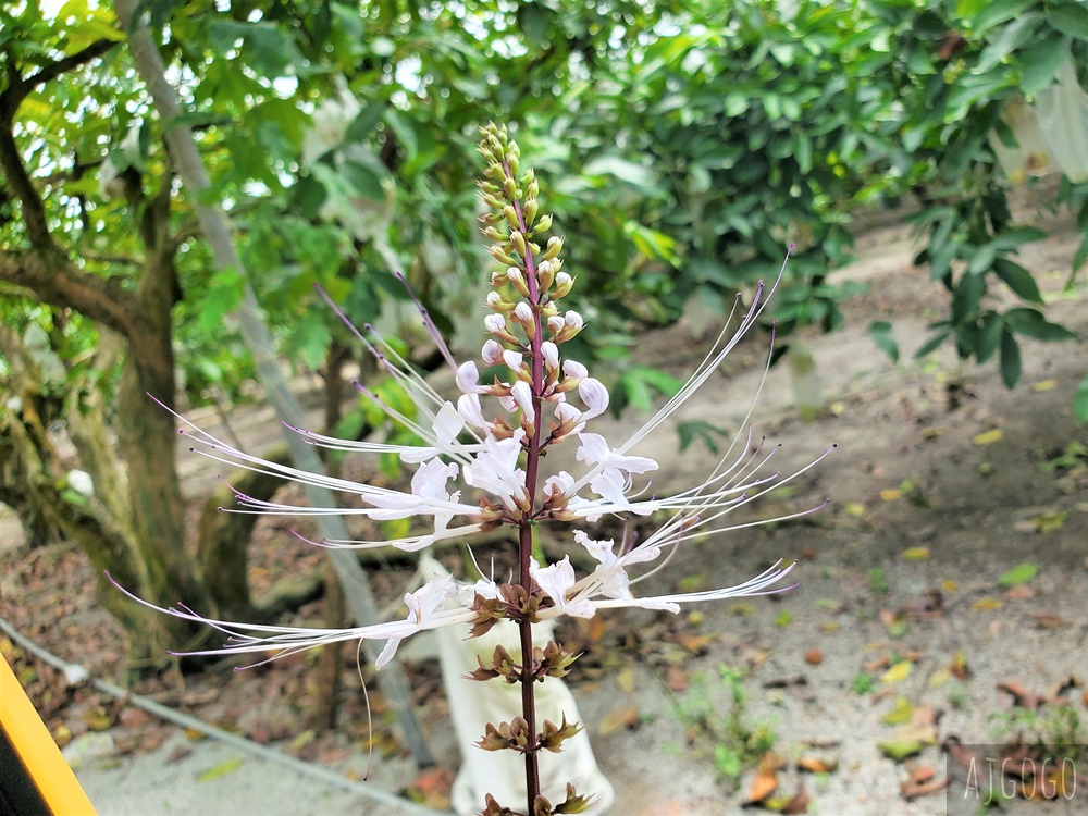 馬來西亞旅遊 迪沙魯海岸Desaru Coast 馬來西亞東南岸的新興度假區 高爾夫球場、親子水上樂園