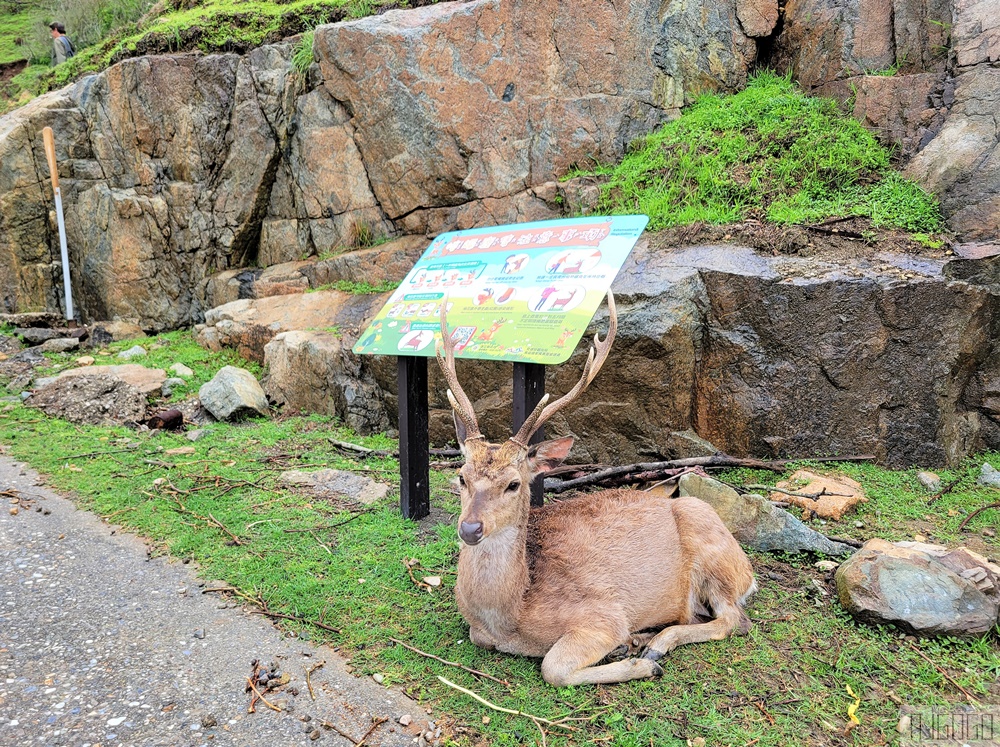 馬祖景點 馬祖梅花鹿 來大坵島跟梅花鹿交朋友 交通船班 馬祖旅遊推薦