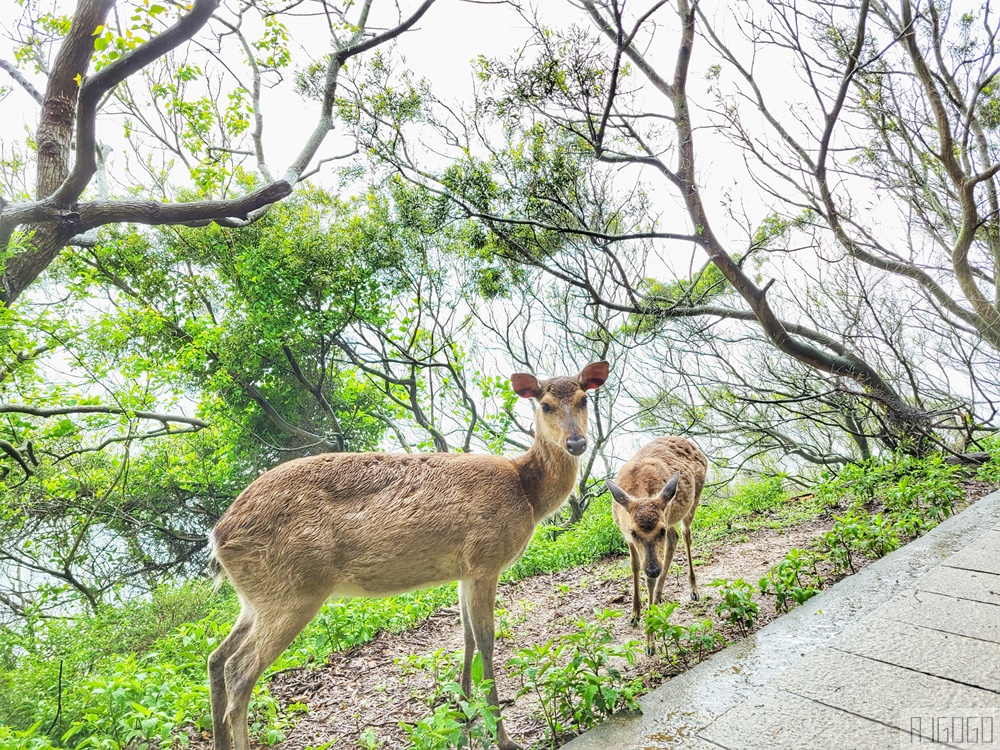 馬祖景點 馬祖梅花鹿 來大坵島跟梅花鹿交朋友 交通船班 馬祖旅遊推薦