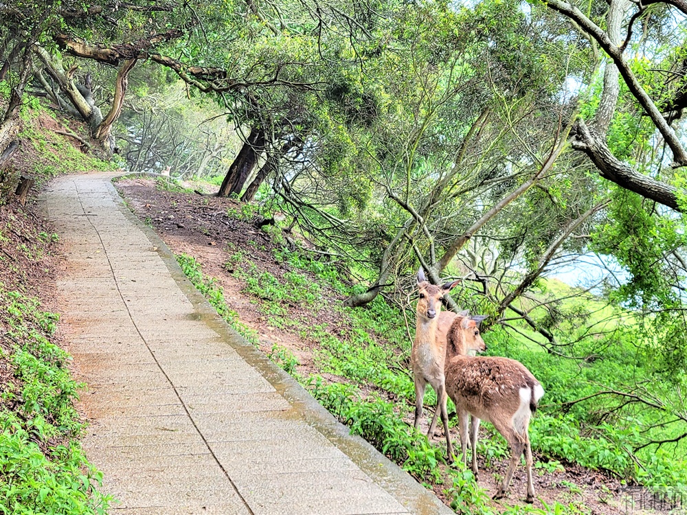 馬祖景點 馬祖梅花鹿 來大坵島跟梅花鹿交朋友 交通船班 馬祖旅遊推薦