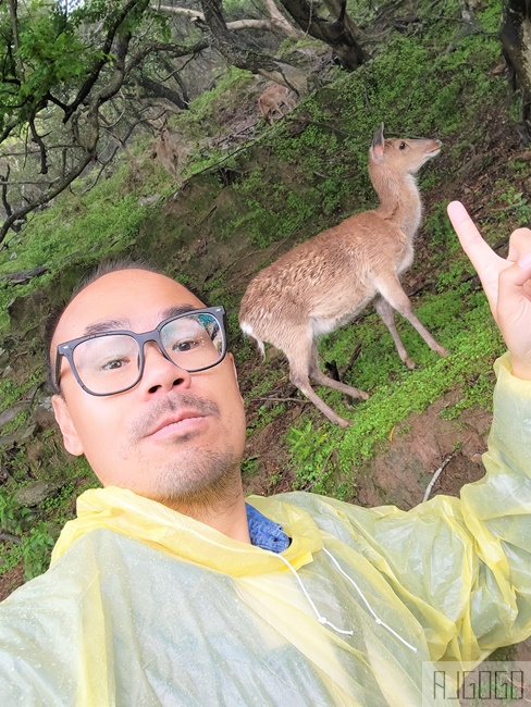 馬祖景點 馬祖梅花鹿 來大坵島跟梅花鹿交朋友 交通船班 馬祖旅遊推薦
