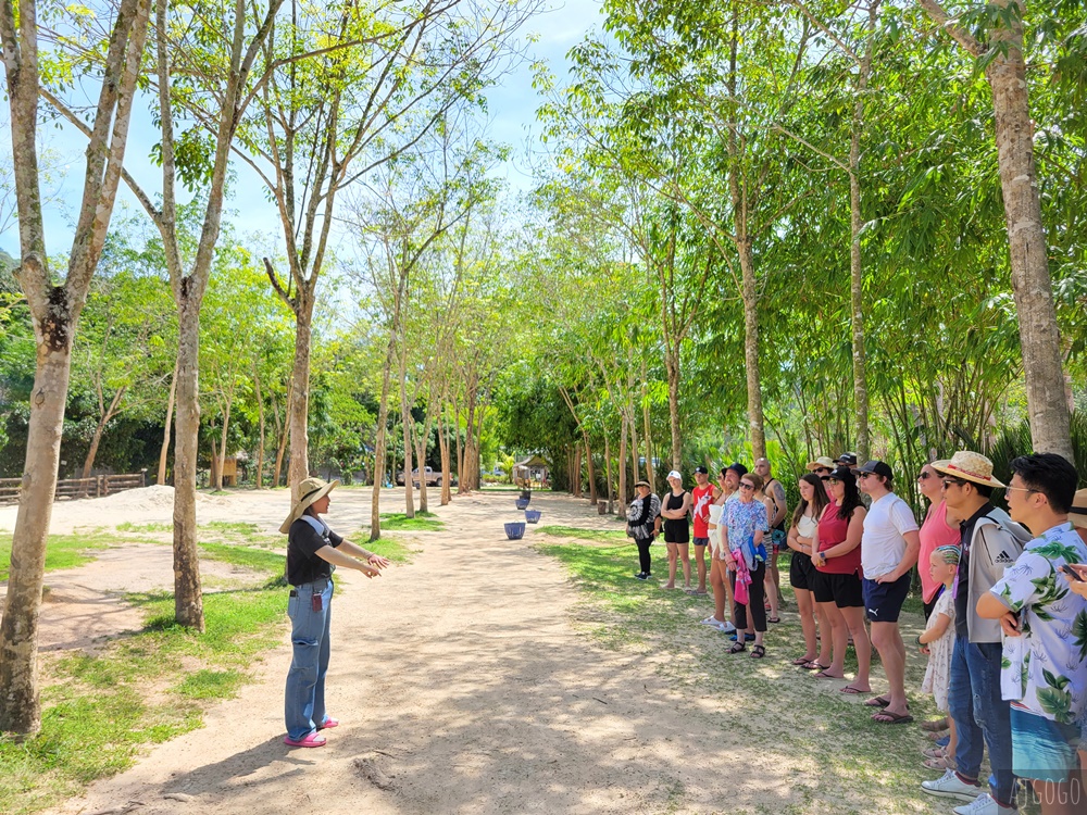 普吉島景點 綠色大象保護區公園 走進森林餵大象、幫大象洗澡 泰國旅遊推薦