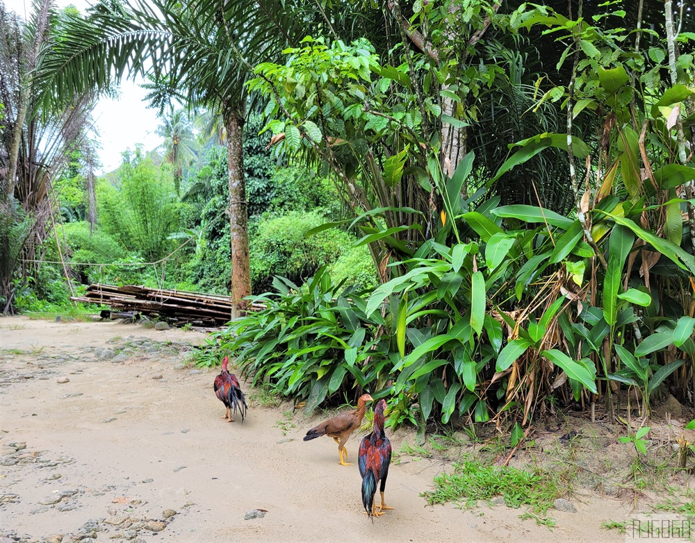泰國攀牙景點 國家公園竹筏漂流 在天然溪流裡順流而下 消暑好地方 泰國旅遊推薦