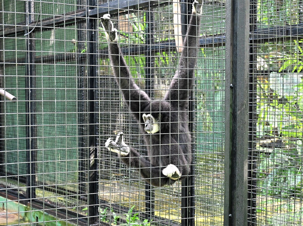 2026馬來西亞旅遊 馬來西亞國家動物園 吉隆坡景點推薦