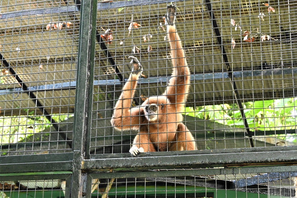 2026馬來西亞旅遊 馬來西亞國家動物園 吉隆坡景點推薦