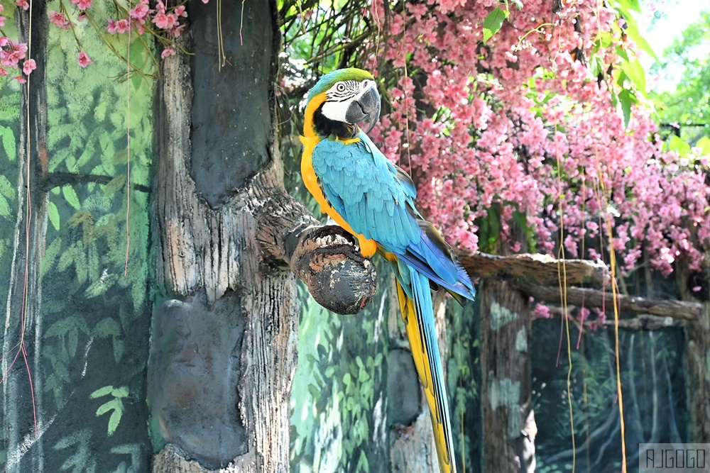 2026馬來西亞旅遊 馬來西亞國家動物園 吉隆坡景點推薦