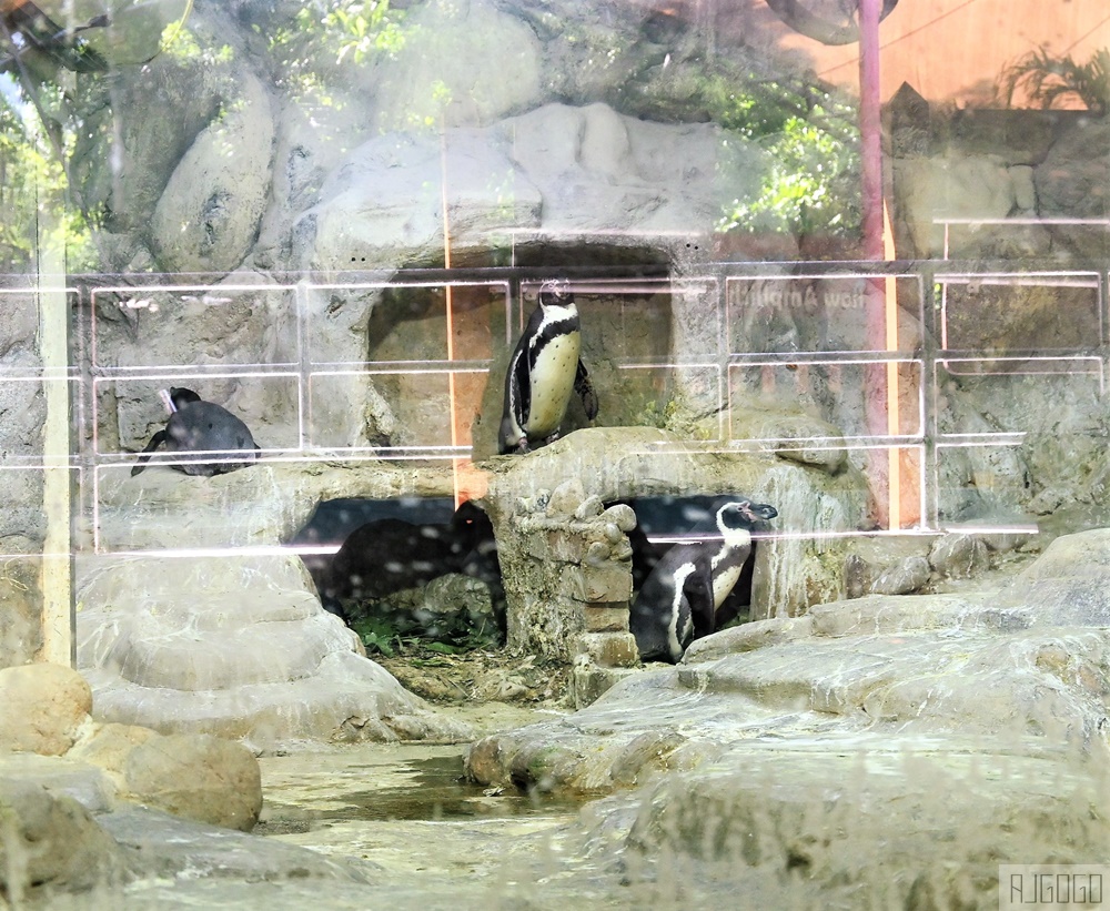 2026馬來西亞旅遊 馬來西亞國家動物園 吉隆坡景點推薦