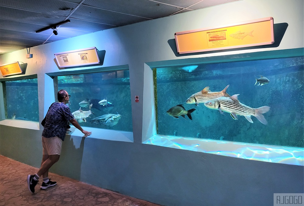 2026馬來西亞旅遊 馬來西亞國家動物園 吉隆坡景點推薦