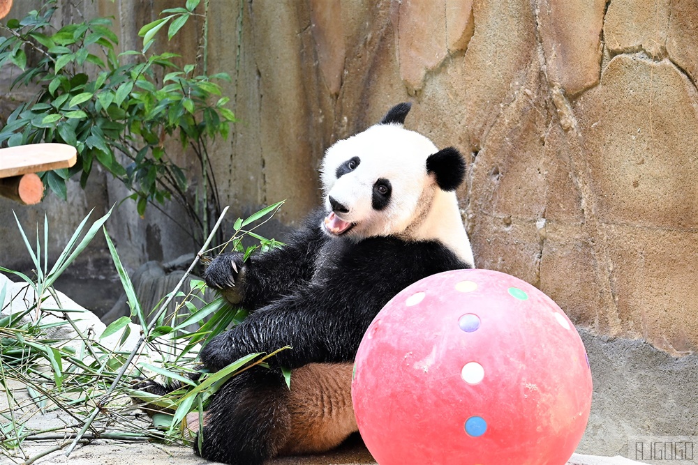 2026馬來西亞旅遊 馬來西亞國家動物園 吉隆坡景點推薦