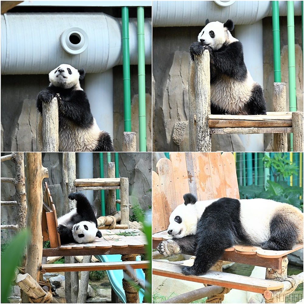 2026馬來西亞旅遊 馬來西亞國家動物園 吉隆坡景點推薦