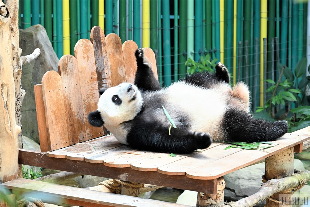2026馬來西亞旅遊 馬來西亞國家動物園 吉隆坡景點推薦
