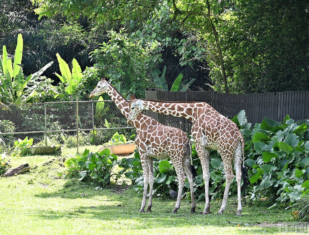 2026馬來西亞旅遊 馬來西亞國家動物園 吉隆坡景點推薦