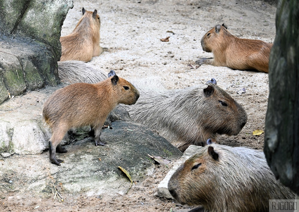 2026馬來西亞旅遊 馬來西亞國家動物園 吉隆坡景點推薦