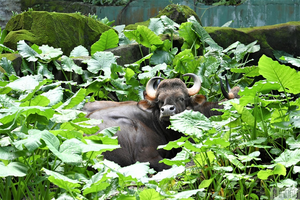 2026馬來西亞旅遊 馬來西亞國家動物園 吉隆坡景點推薦