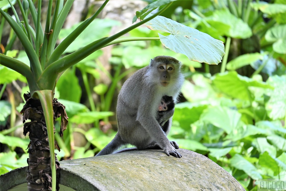 2026馬來西亞旅遊 馬來西亞國家動物園 吉隆坡景點推薦