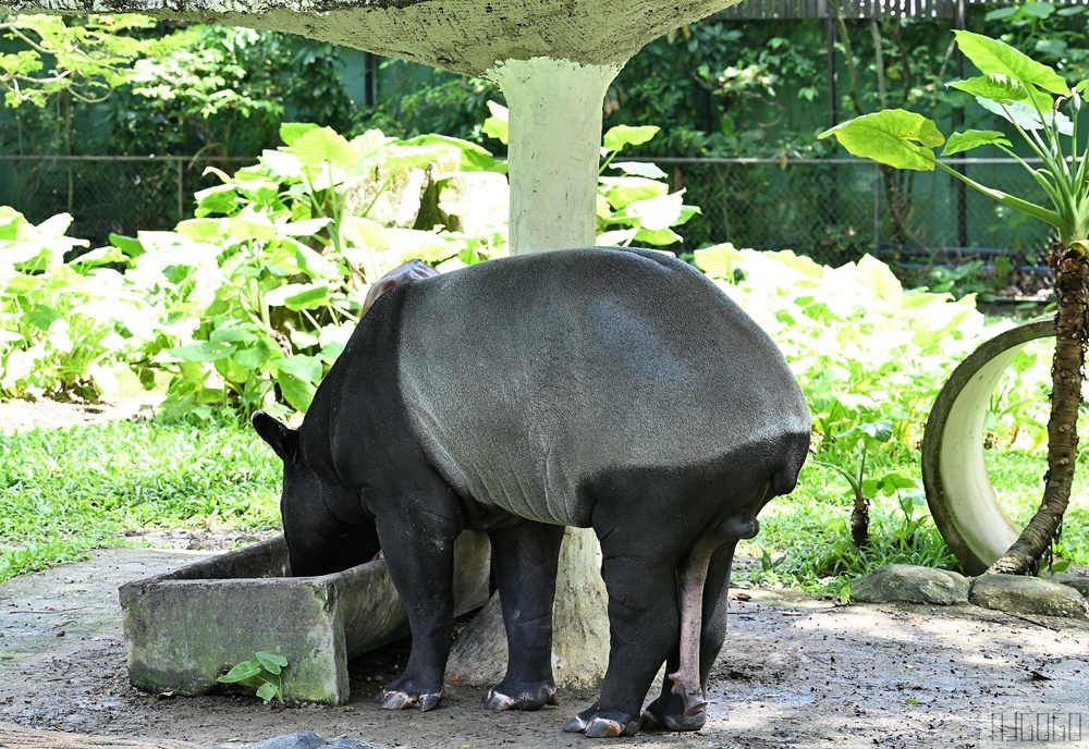 2026馬來西亞旅遊 馬來西亞國家動物園 吉隆坡景點推薦
