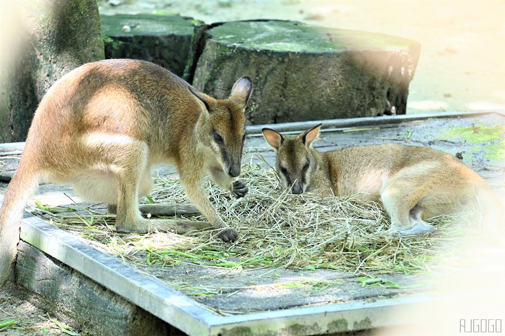 2026馬來西亞旅遊 馬來西亞國家動物園 吉隆坡景點推薦