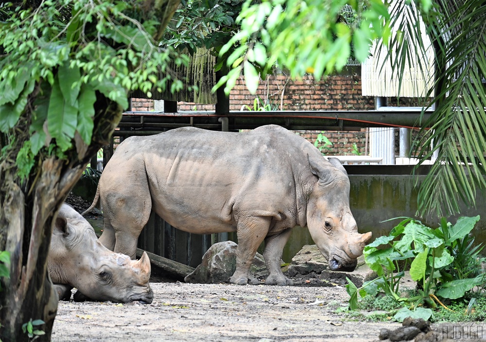 2026馬來西亞旅遊 馬來西亞國家動物園 吉隆坡景點推薦