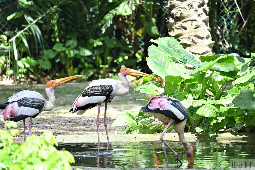 2026馬來西亞旅遊 馬來西亞國家動物園 吉隆坡景點推薦