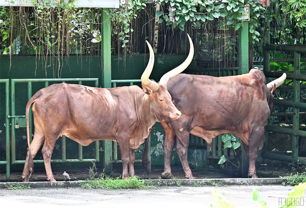 2026馬來西亞旅遊 馬來西亞國家動物園 吉隆坡景點推薦