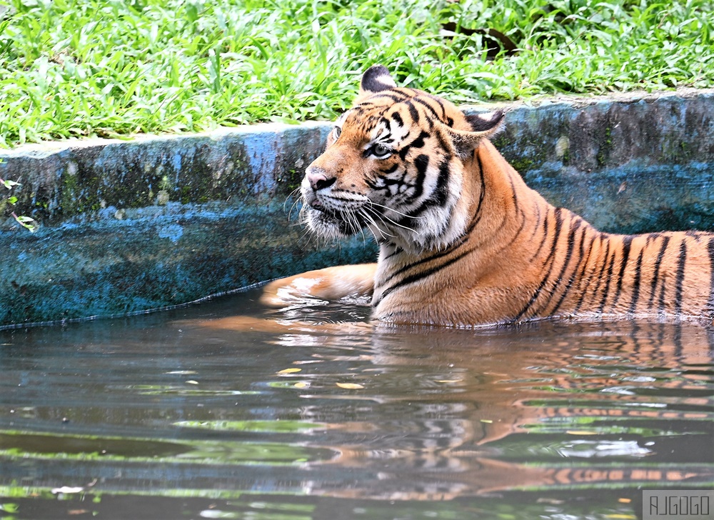 2026馬來西亞旅遊 馬來西亞國家動物園 吉隆坡景點推薦