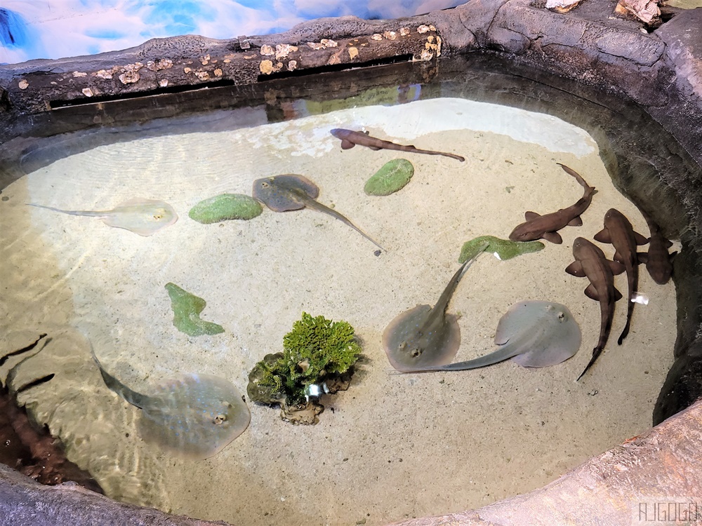 2026吉隆坡景點 馬來西亞城中城水族館 吉隆坡水族館 馬來西亞旅遊