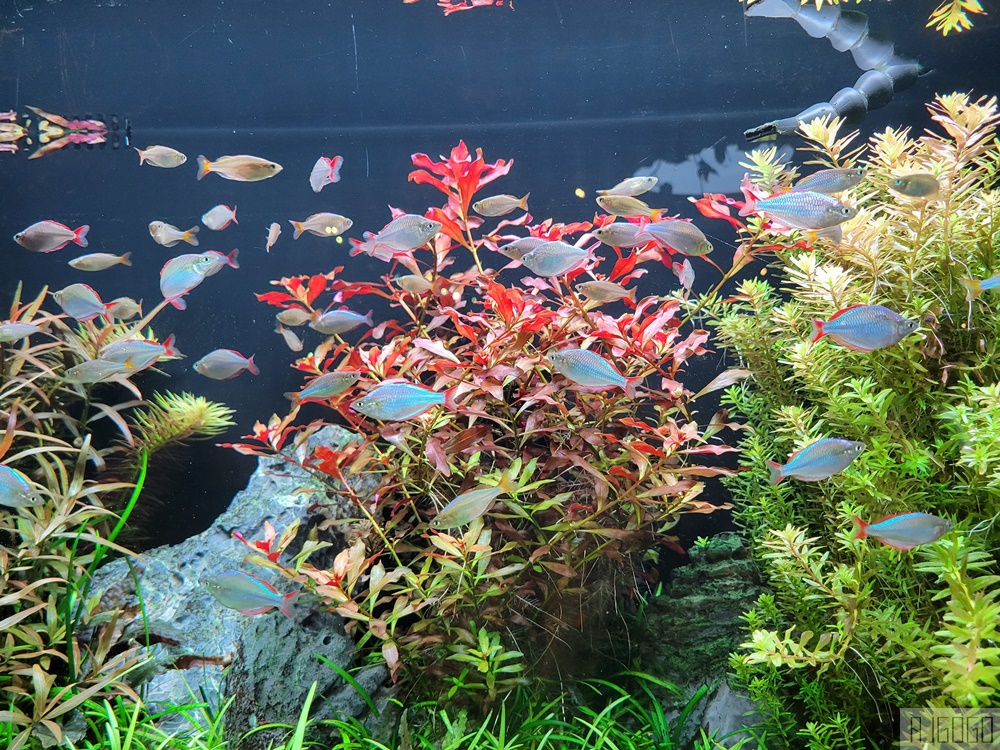 2026吉隆坡景點 馬來西亞城中城水族館 吉隆坡水族館 馬來西亞旅遊