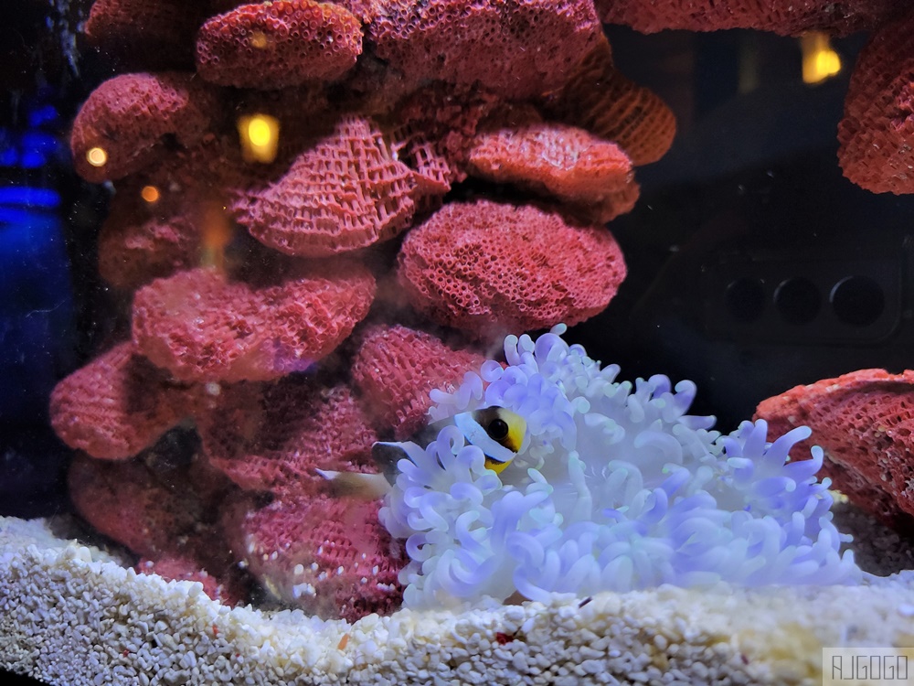 2026吉隆坡景點 馬來西亞城中城水族館 吉隆坡水族館 馬來西亞旅遊
