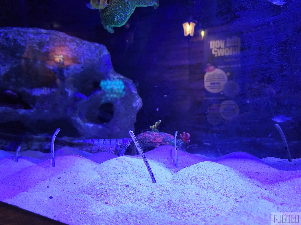 2026吉隆坡景點 馬來西亞城中城水族館 吉隆坡水族館 馬來西亞旅遊