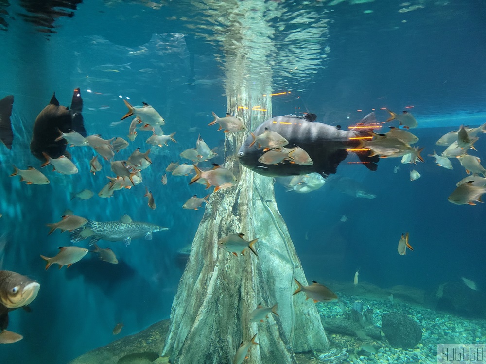 2026吉隆坡景點 馬來西亞城中城水族館 吉隆坡水族館 馬來西亞旅遊