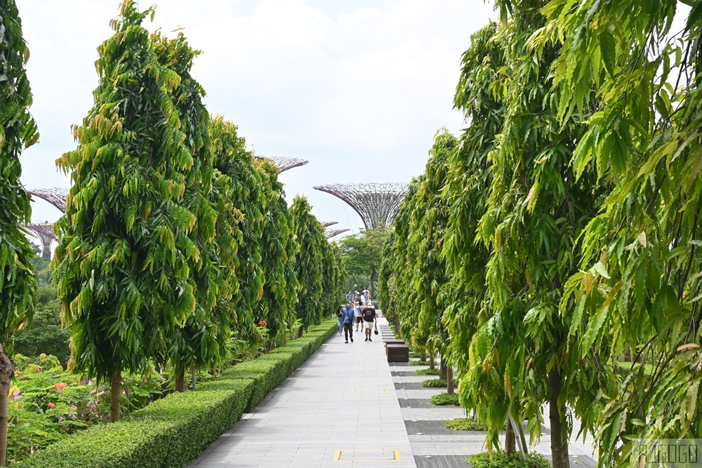 2026新加坡景點 濱海灣花園 花穹、雲霧林、超級樹、奇幻花園 新加坡旅遊