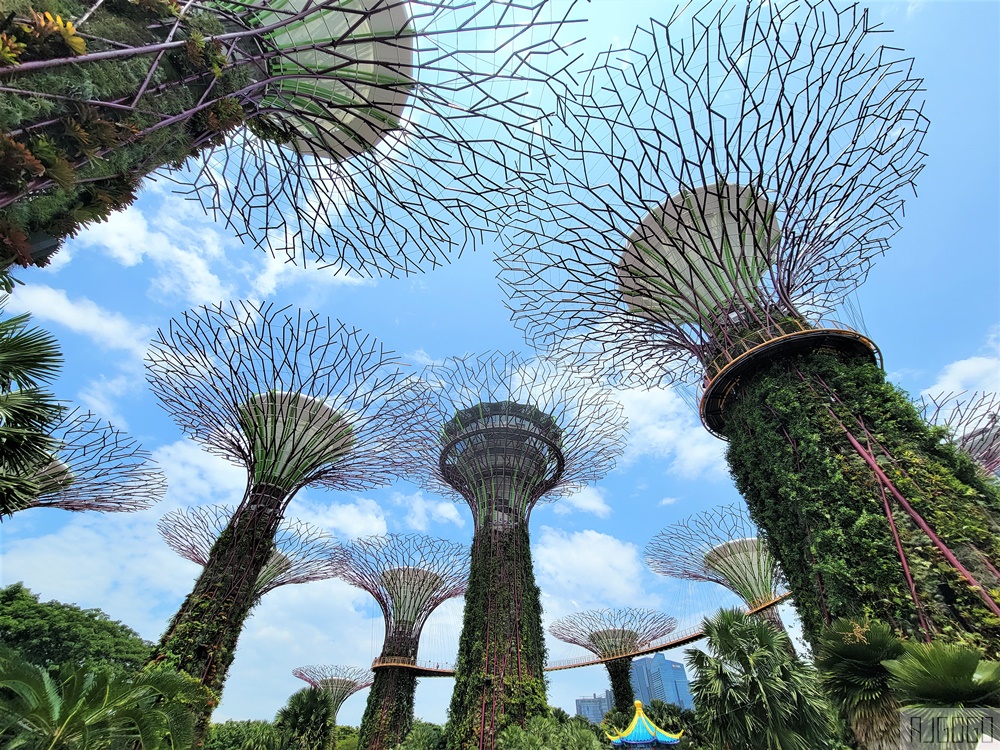 2026新加坡景點 濱海灣花園 花穹、雲霧林、超級樹、奇幻花園 新加坡旅遊
