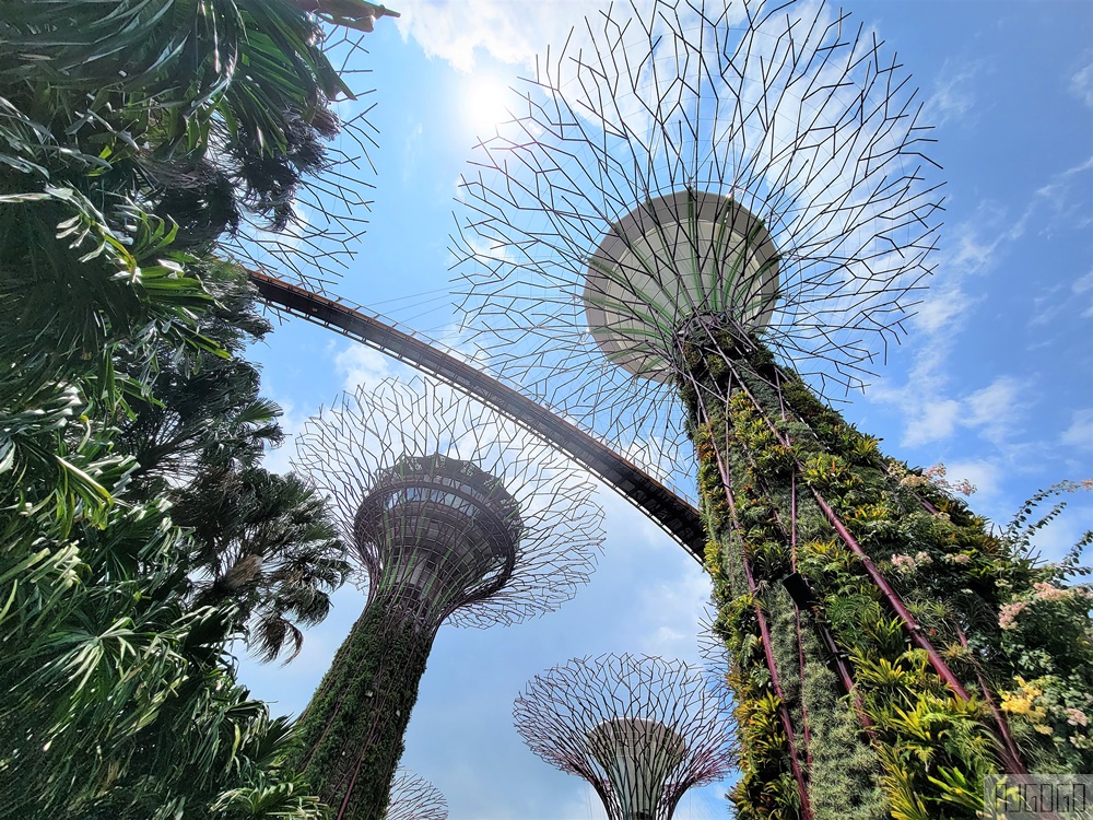 2026新加坡景點 濱海灣花園 花穹、雲霧林、超級樹、奇幻花園 新加坡旅遊
