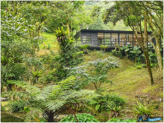 三峽景點 禾熙熊空茶園 來走柳杉林步道做森林浴