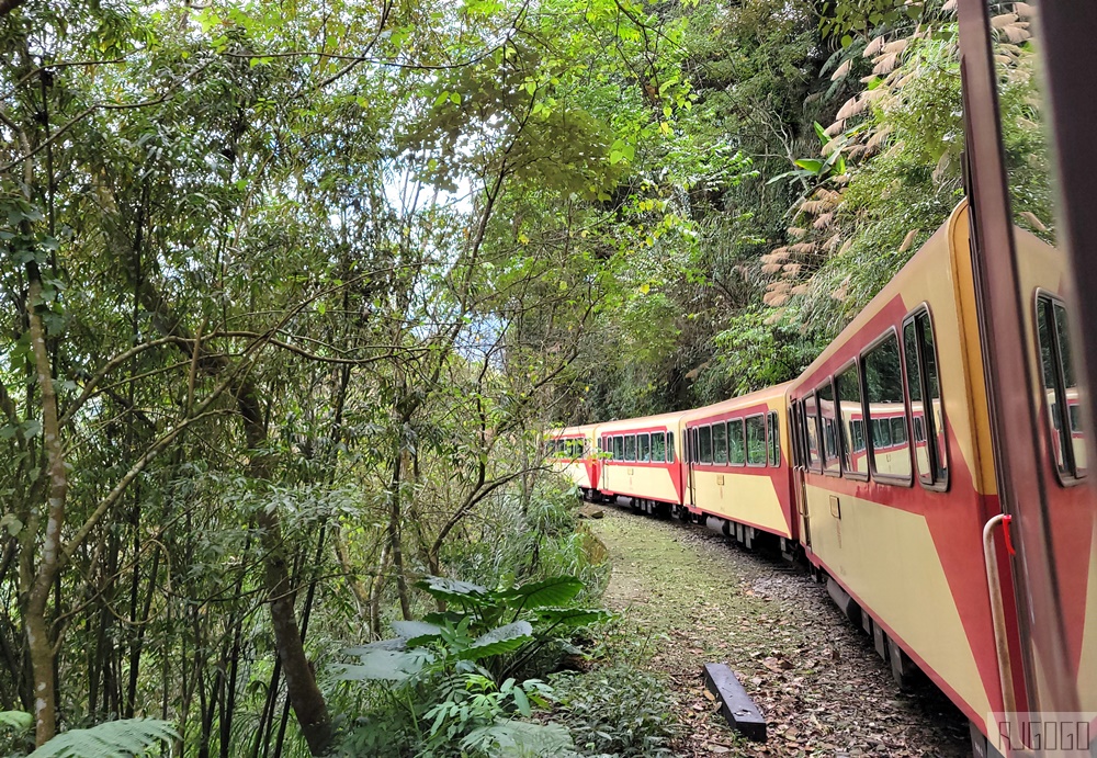 阿里山小火車怎麼搭？ 從嘉義車站搭到奮起湖車站 阿里山林鐵一日遊 嘉義景點推薦