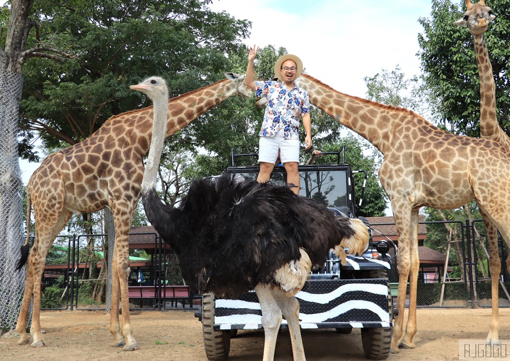 2026泰國旅遊 大城動物園 吉普車長頸鹿拍照、泰服古廟一日遊