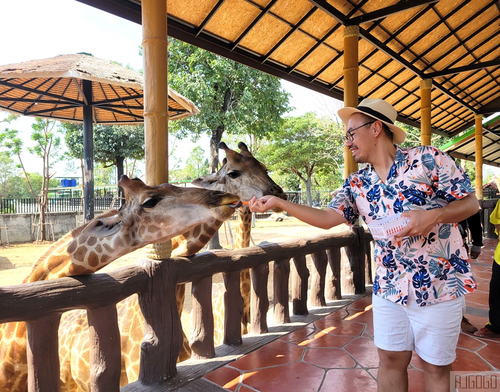 2026泰國旅遊 大城動物園 吉普車長頸鹿拍照、泰服古廟一日遊