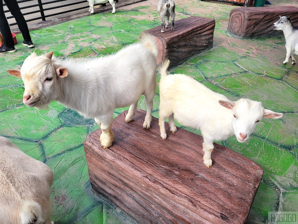 2026泰國旅遊 大城動物園 吉普車長頸鹿拍照、泰服古廟一日遊