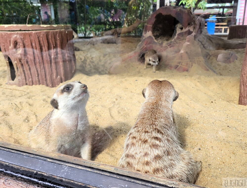 2026泰國旅遊 大城動物園 吉普車長頸鹿拍照、泰服古廟一日遊