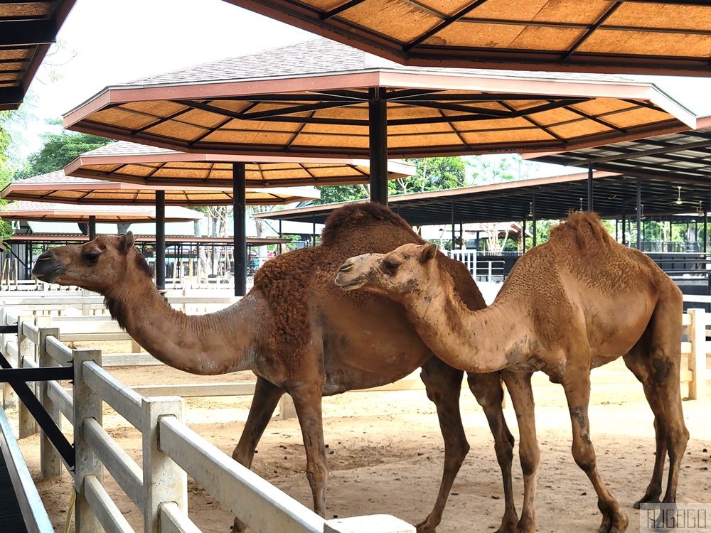 2026泰國旅遊 大城動物園 吉普車長頸鹿拍照、泰服古廟一日遊