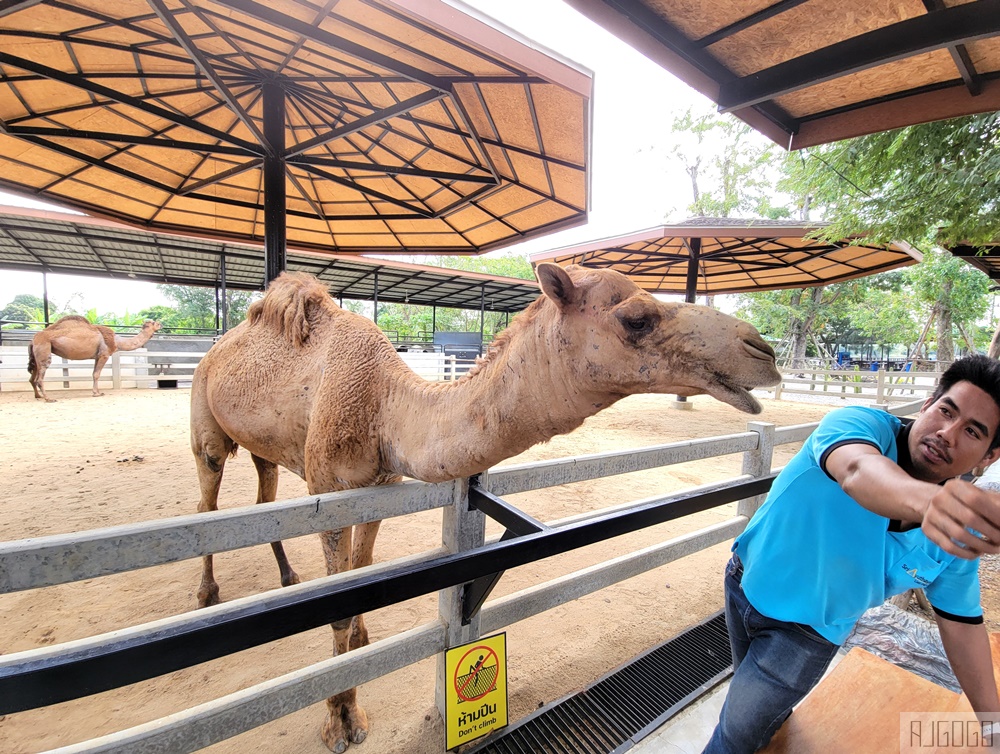 2026泰國旅遊 大城動物園 吉普車長頸鹿拍照、泰服古廟一日遊