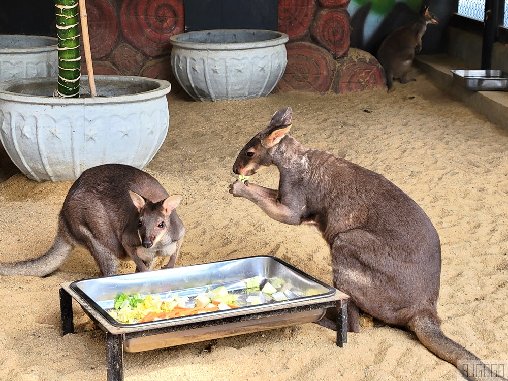 2026泰國旅遊 大城動物園 吉普車長頸鹿拍照、泰服古廟一日遊