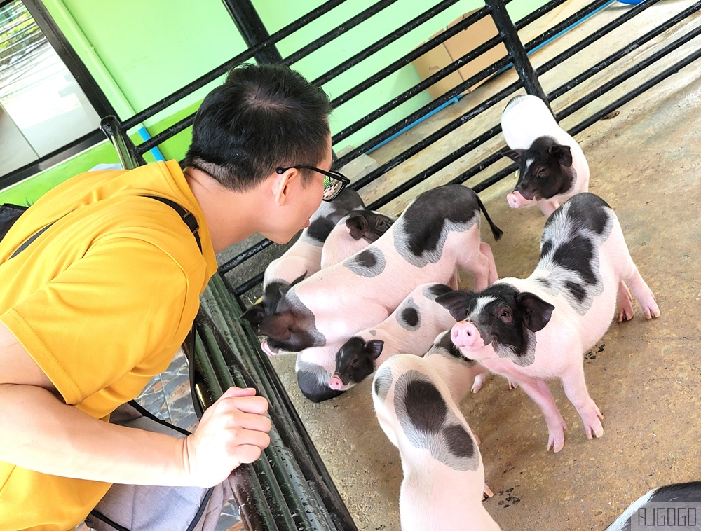 2026泰國旅遊 大城動物園 吉普車長頸鹿拍照、泰服古廟一日遊
